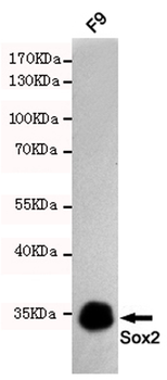 Sox2 Antibody