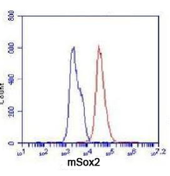 Sox2 Antibody