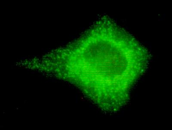 COX IV Antibody