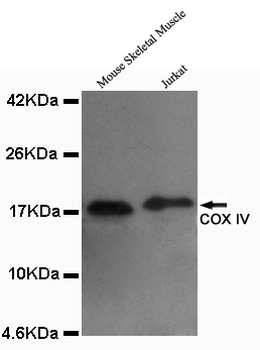 COX IV Antibody