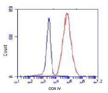COX IV Antibody