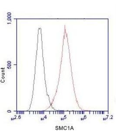 SMC1A (N-terminus) Antibody