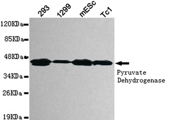 pyruvate dehydrogenase (lipoamide) alpha 1 Antibody