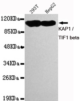 KAP1 / TIF1 beta Antibody