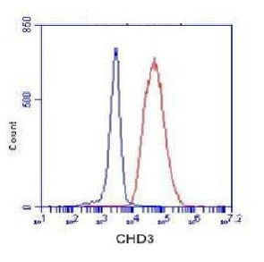 CHD3 (C-terminus) Antibody