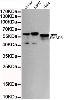 SMAD5 (C-terminus) Antibody