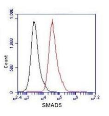 SMAD5 (C-terminus) Antibody
