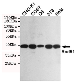 Rad51 Antibody