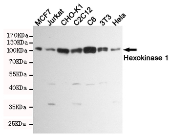 Hexokinase 1 Antibody