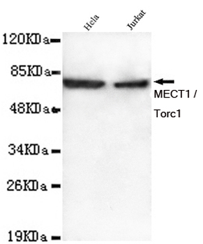 MECT1 / Torc1 Antibody