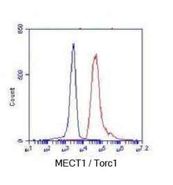 MECT1 / Torc1 Antibody