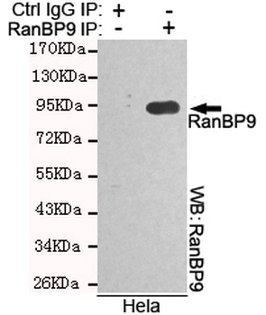 RanBP9 Antibody