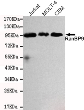 RanBP9 Antibody