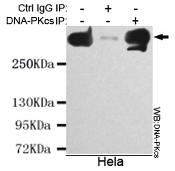 DNA-PKcs Antibody