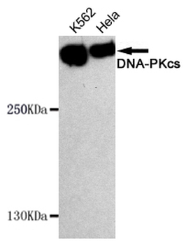 DNA-PKcs Antibody