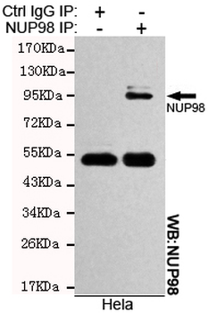 NUP98 Antibody