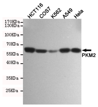 PKM2 Antibody