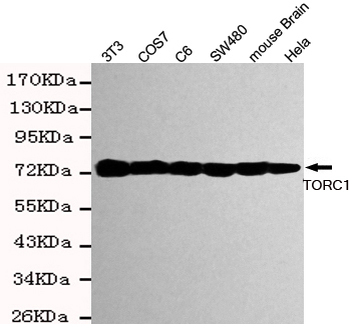 TORC1 Antibody