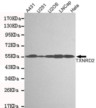 TXNRD2 Antibody