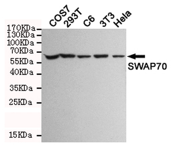 SWAP70 Antibody