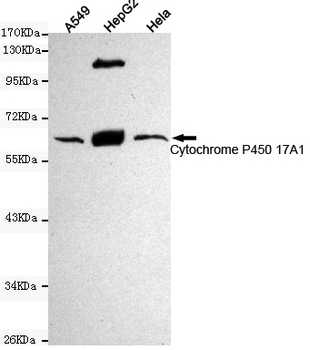 Cytochrome P450 17A1 Antibody