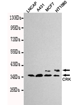 CrkII Antibody