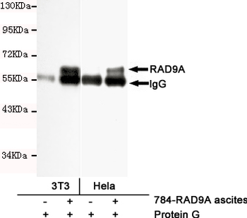RAD9A Antibody