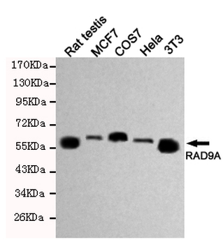 RAD9A Antibody
