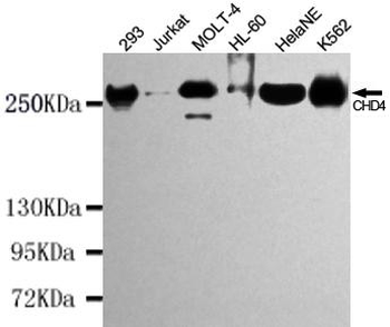 CHD4 Antibody