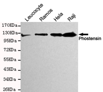 Phostensin Antibody