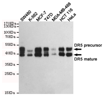 DR5 Antibody