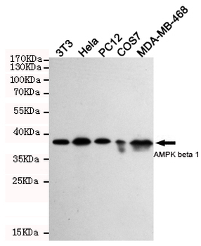 AMPK beta 1 Antibody