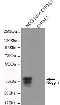 Noggin Antibody