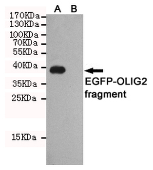 OLIG2 Antibody