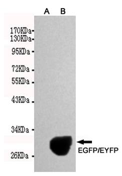 Anti-GFP/eGFP-tag Monoclonal Antibody