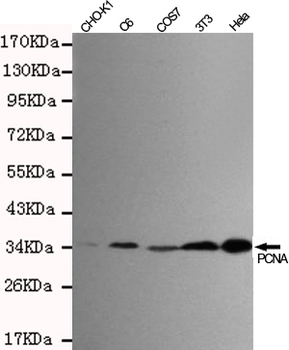 PCNA Antibody