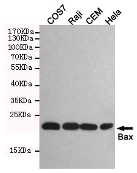 Bax Antibody