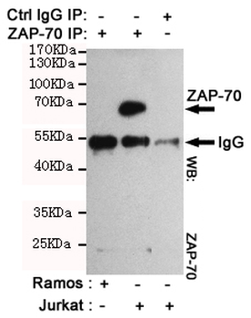 ZAP-70 Antibody