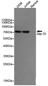 ZAP-70 Antibody
