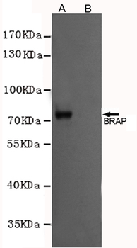 BRAP Antibody