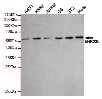 hHR23b Antibody