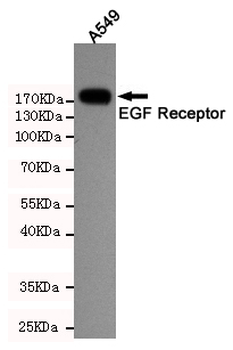 EGF Receptor Antibody