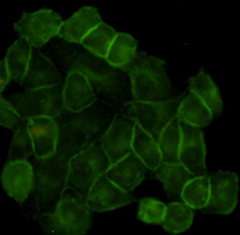 EGF Receptor Antibody