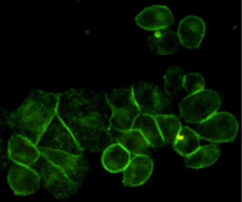 EGF Receptor Antibody