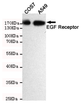 EGF Receptor Antibody