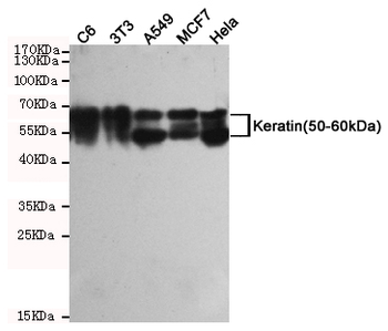 Keratin(50-60kDa) Antibody