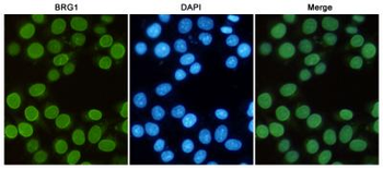 BRG1 Antibody