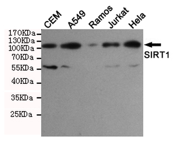 SIRT1 Antibody