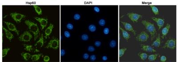 Hsp60 Antibody