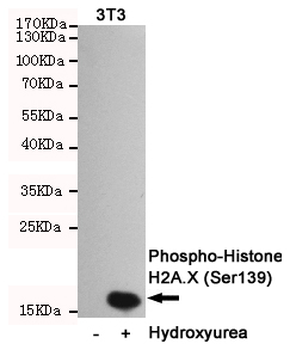 Phospho-Histone H2A.X (Ser139) Antibody